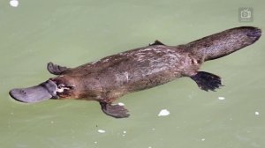 Олень с клыками вампира, рыба без мускулов и другие необычные животные мира! Часть 1