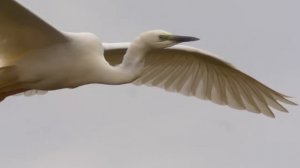 Цапля белая большая. Полёт. Great egret. Flight.