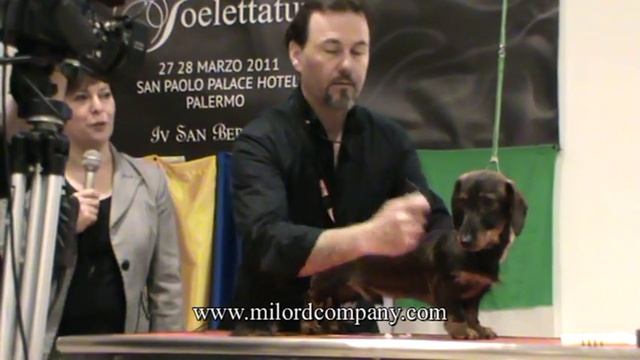 Striping of wirehaired dachshund. Denys Lorrain. Тримминг жесткошерстной таксы смотреть онлайн