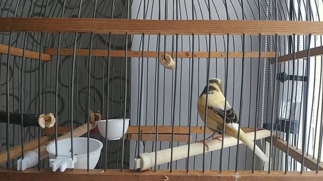 Канарейка подпевает детям, птице 3 месяца, самец или самка? Как думаете? смотреть онлайн