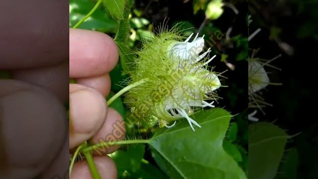 passiflora foetida / kaadu passion fruit / wild passion fruit смотреть онлайн