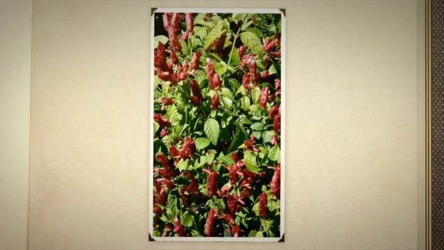 Белопероне капельная (Beloperone guttata) смотреть онлайн