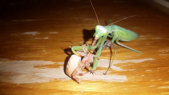 Богомол пожирает паука смотреть онлайн