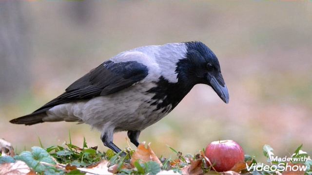 Проект по окружающему миру 