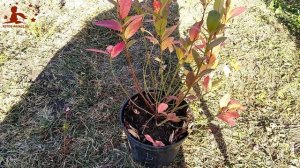 Голубика, сорт Бонус. Особенность роста