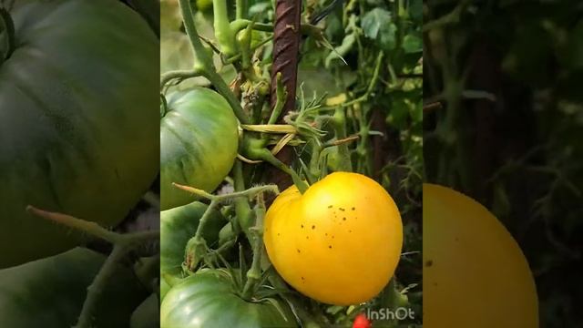 Томат «Минусинское манго» стал любимчиком! смотреть онлайн