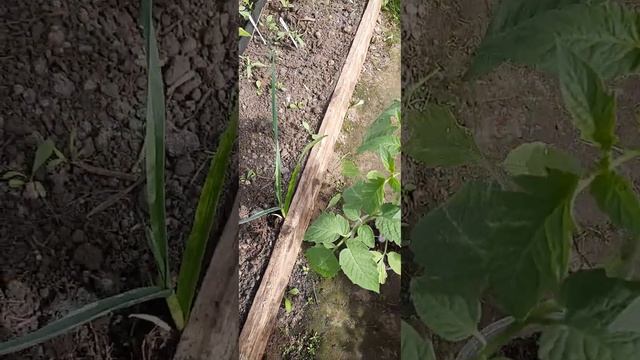 Обзор рассады перед высадкой. Детерминантные. смотреть онлайн