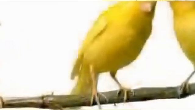 BLUE CANARY MARIA KOSEVA NIKOLA TOMOV 1963 смотреть онлайн