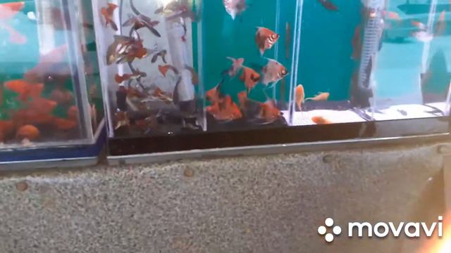 ПТИЧИЙ РЫНОК/РЫБКИ/. смотреть онлайн