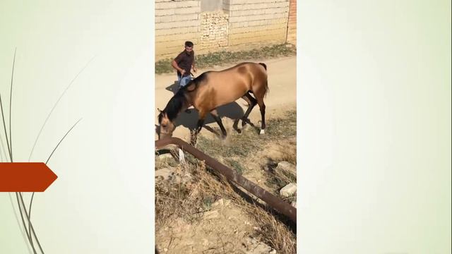 Мы с Золотым на тренировке. Дагестан. смотреть онлайн