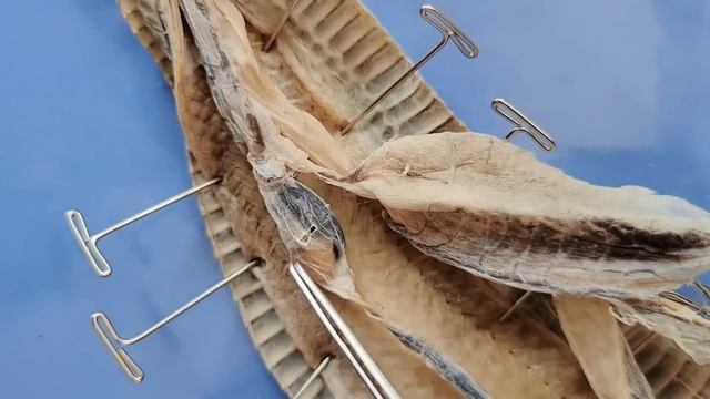 Snake Dissection (Part 2. Internal Anatomy) || Once Bitten, Twice Shy [EDU] смотреть онлайн