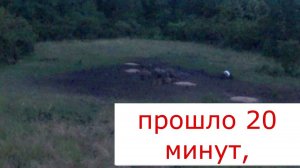 охота на кабана с ВЫШКИ . подранок