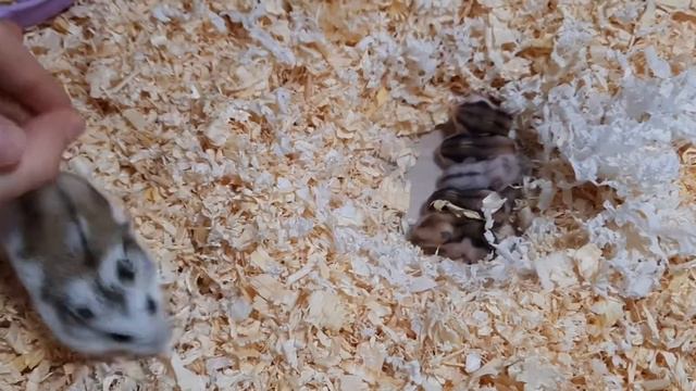 Хомякам, малышам 9 дней. Как выглядят малыши хомячков?! Hamsters and their children смотреть онлайн
