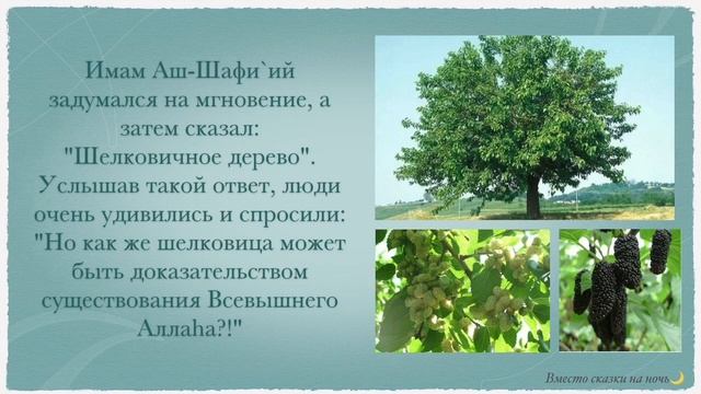 Уроки по Исламу: Шелковица - доказательство существования Бога смотреть онлайн