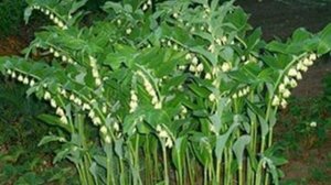 Купена лекарственная.