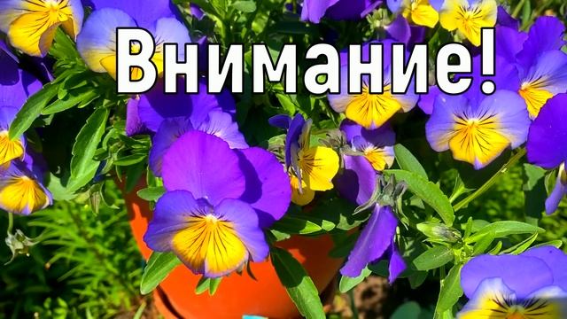 18 июня Дорофеев День. Что нельзя делать 18 июня. Народные традиции и приметы и суеверия смотреть онлайн