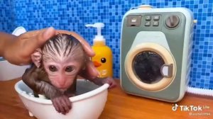 Маленькая обезьянка Бон Бон идет стирать и играет