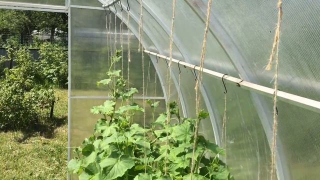 Выросло 100 кг огурцов. Подвязка огурцов, дешево, просто и удобно. Растим огурцы в теплице на даче смотреть онлайн