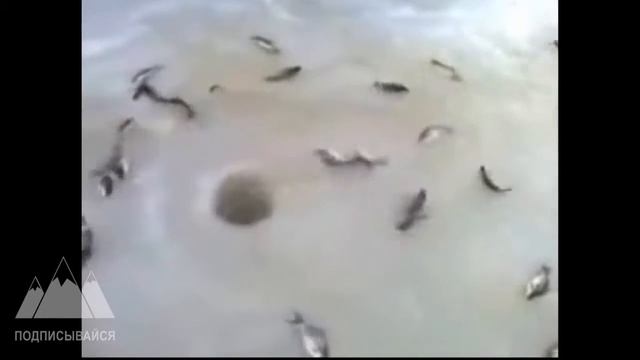 Необычные рыбаки на рыбалки ловят рыбу странными способами 23 05 2016 смотреть онлайн