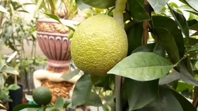 А в это время в домике для цитрусов смотреть онлайн