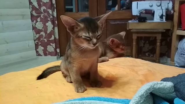 Котёнок отважно сражается со сном смотреть онлайн