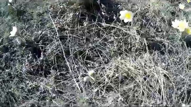 День подснежника в Якутии! смотреть онлайн