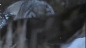 Алексей Стёпин - Волчья песня (клип) #волки