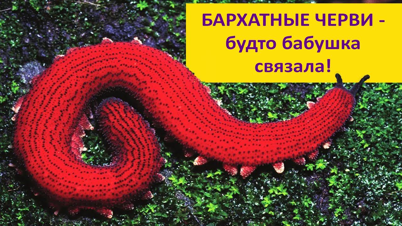 БАРХАТНЫЕ ЧЕРВИ - очаровательные хищники! Наталья Носова. смотреть онлайн