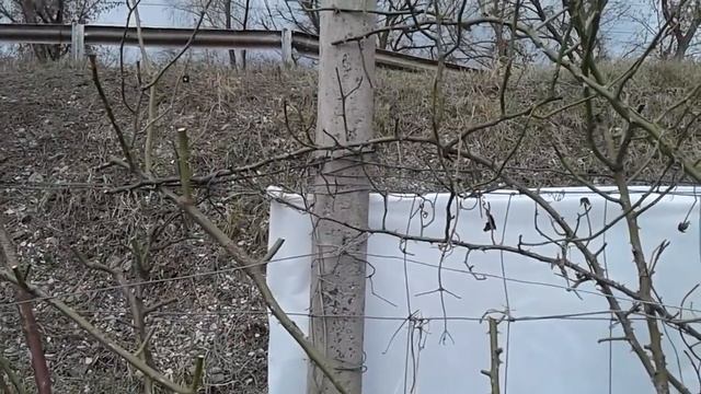 Обрезаем розу Алхимист, обрезка роз однократно цветущих, питомник роз Полины Козловой rozarium.biz смотреть онлайн
