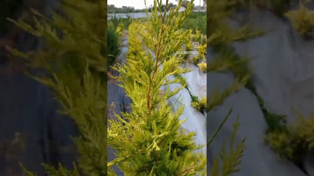 Купрессоципарис Лейланда Голд Райдер смотреть онлайн