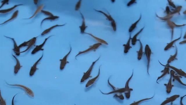 АКВАТИР. Приднестровье смотреть онлайн