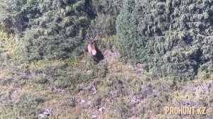 Горная Охота на джунгарского козерога 2022. Mid Asian ibex hunting