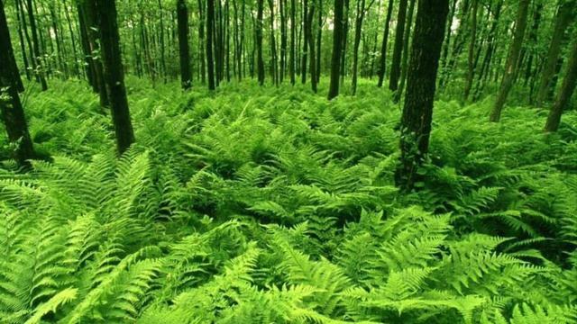 Биология 5 класс (Пасечник) аудио Параграф 16 « Высшие споровые растения» смотреть онлайн