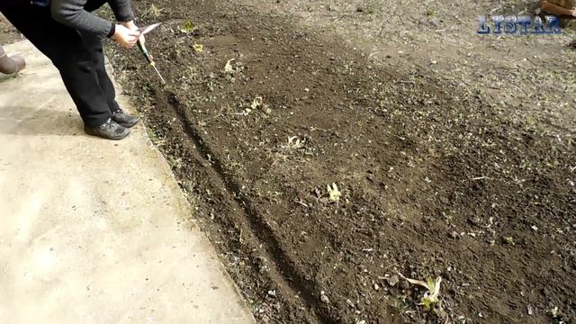 Как посадить маттиолу левкой дома. Посев посадка выращивание маттиола. Сажаем маттиолу смотреть онлайн
