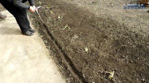 Как посадить маттиолу левкой дома. Посев посадка выращивание маттиола. Сажаем маттиолу