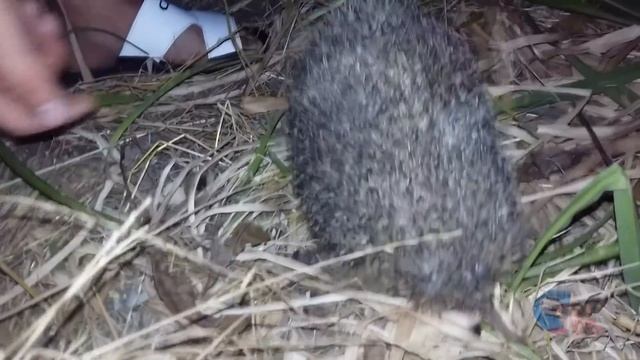 Ежик шипит на злодея/ Hedgehog sizzling on the villain смотреть онлайн