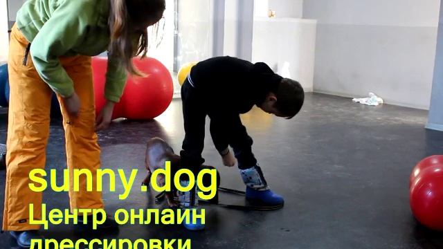 может ли ребенок быть хозяином для собаки смотреть онлайн