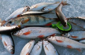 Рыбалка в начале весны. Ловля плотвы и ельца на безмотылку.  Часть 2.