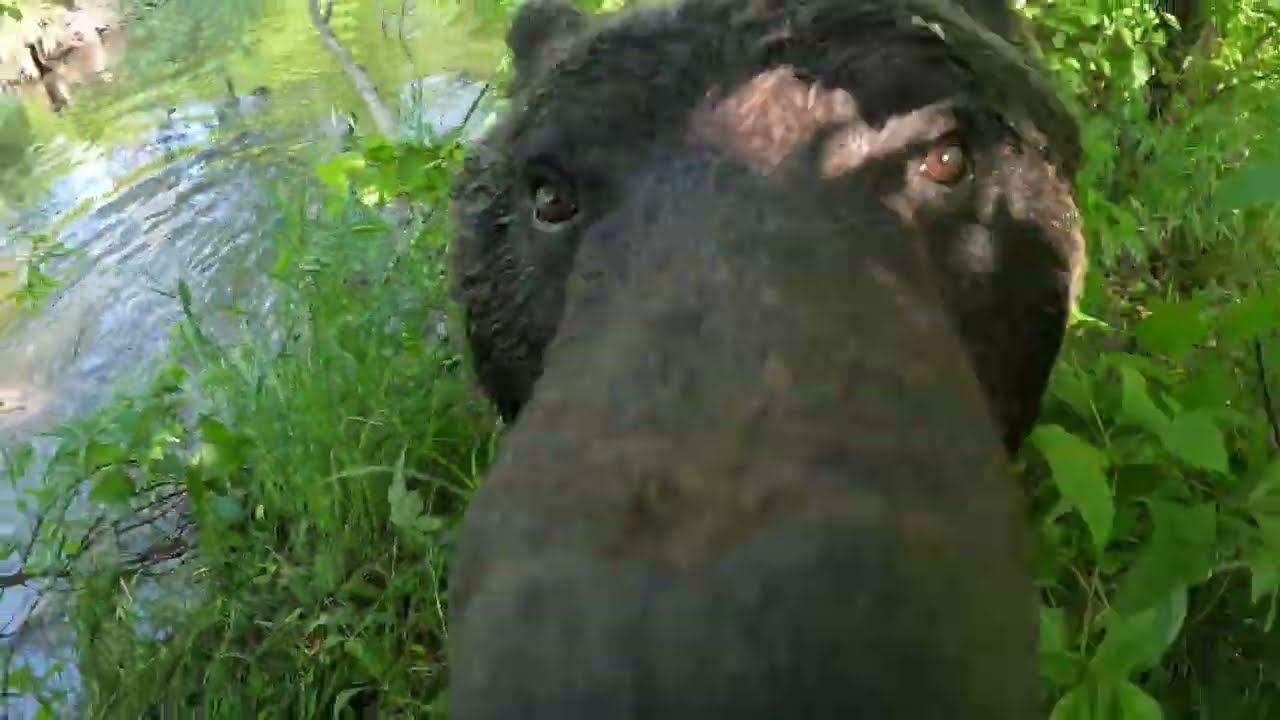Медведи пришли на речку. смотреть онлайн