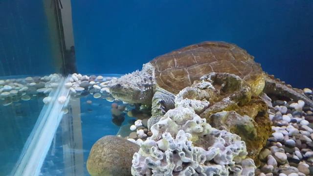 Ещё немного черепахи смотреть онлайн