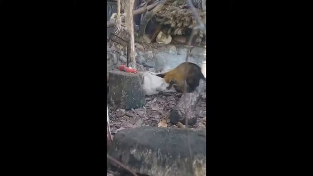 харза  Московского зоопарка