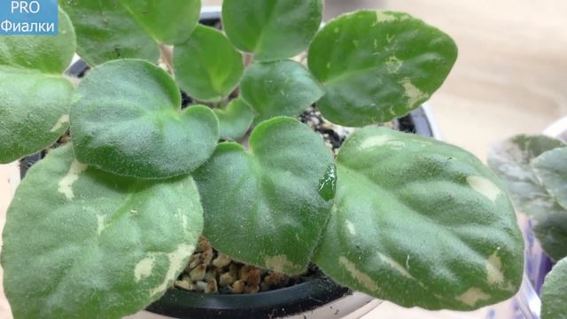 Начало ЦВЕТЕНИЯ моих фиалочек! Осенние новости на Канале! смотреть онлайн