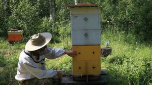 Двухматочная семья в рутах.