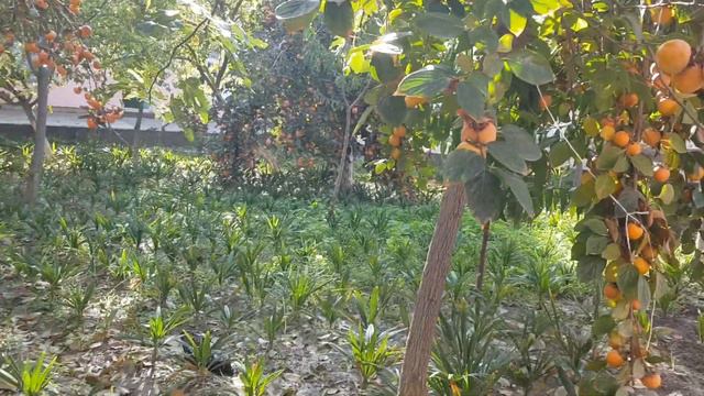 хурма в Таджикистане смотреть онлайн