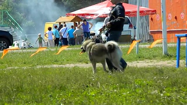 Владимирская выставка,ринг ЗСЛ младшая гр.кобели! смотреть онлайн