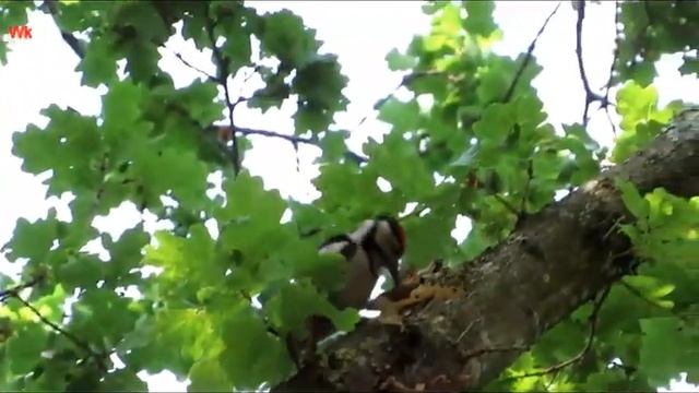 Buntspecht (Дятел Санитар леса и не только) (Great spotted woodpecker) смотреть онлайн