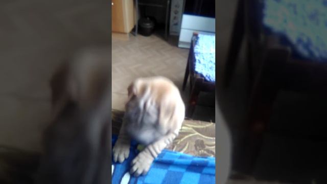 Шарпей угарный щенок 2месяца,Sharpey RUSSIA смотреть онлайн