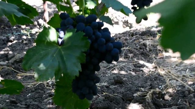 Виноград Забава смотреть онлайн