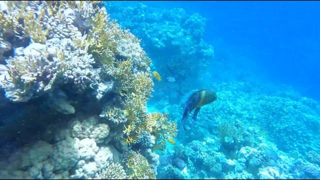 Кораловый риф отелей Baron Resort и Cyrene Grand Hotel Шарм-эль-шейх 2019 год смотреть онлайн