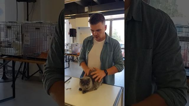 Британский длинношерстный котенок 4 месяца. смотреть онлайн